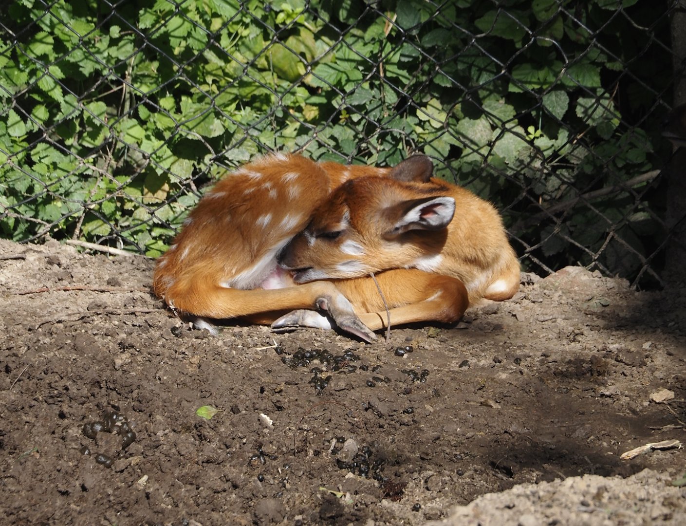 Western sitatunga calf (Tragelaphus spekii gratus), 2024-09-17