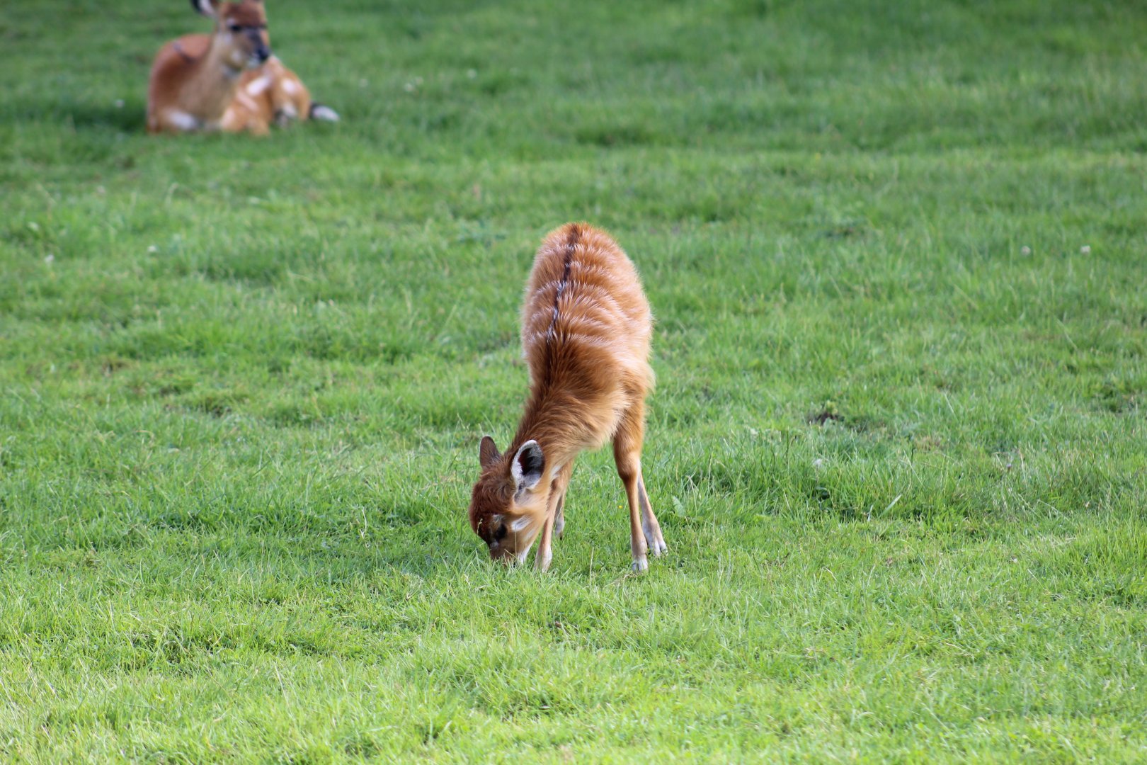 Western Sitatunga Calf