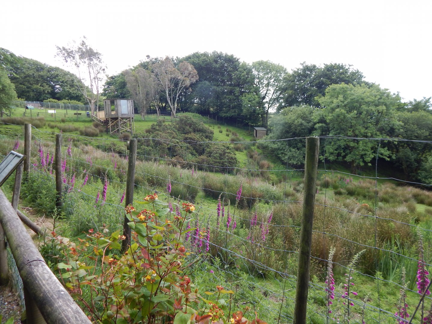 Western sitatunga enclosure 050625