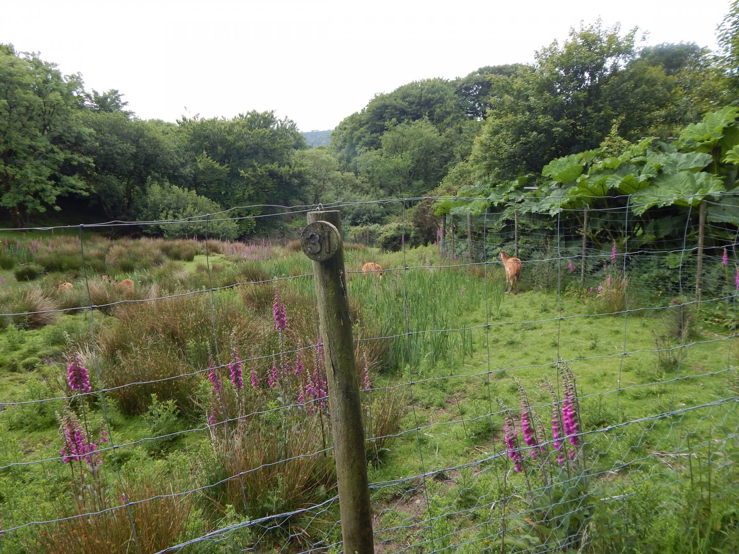 Western sitatunga enclosure 050625