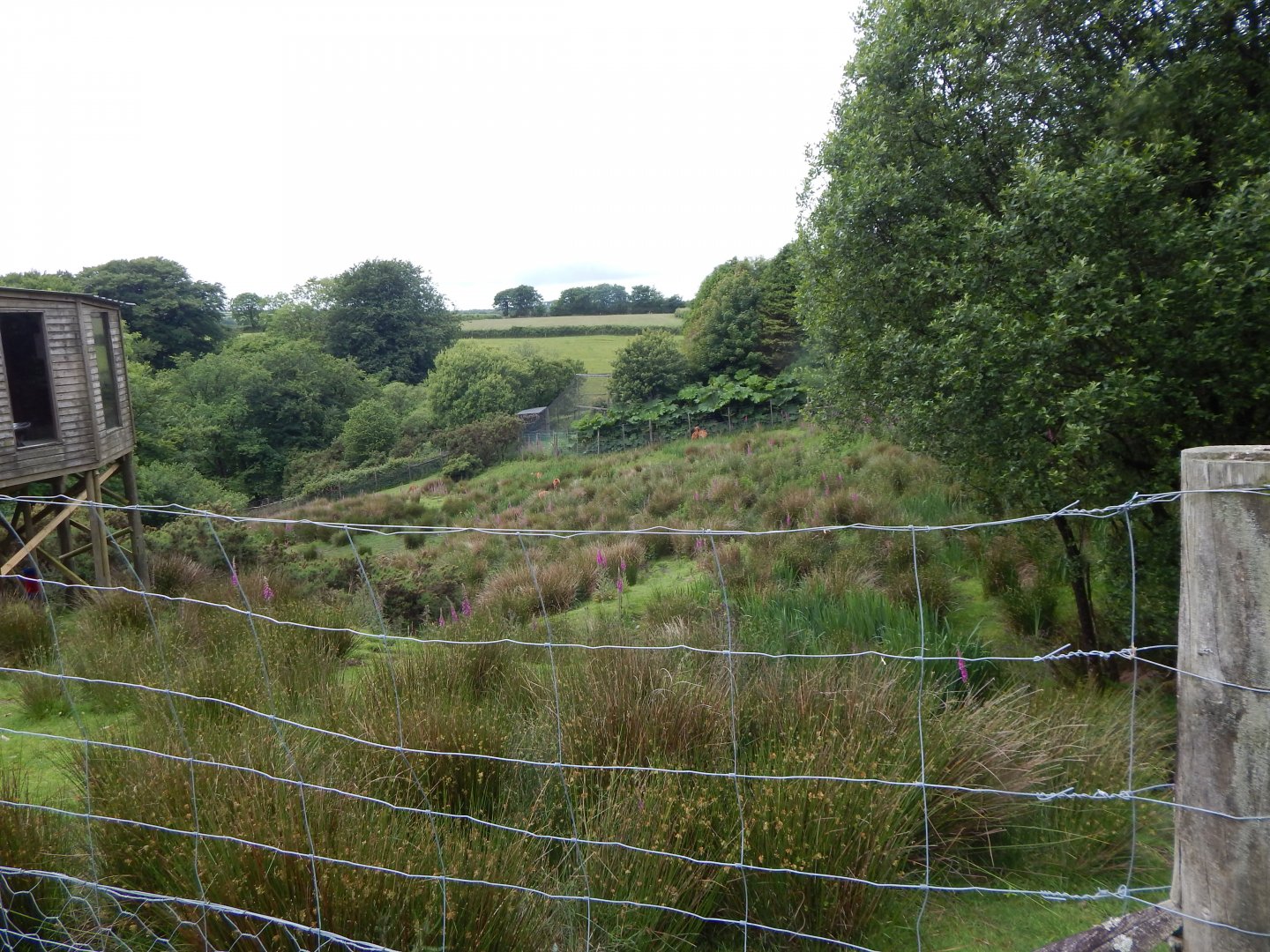 Western sitatunga enclosure 050625