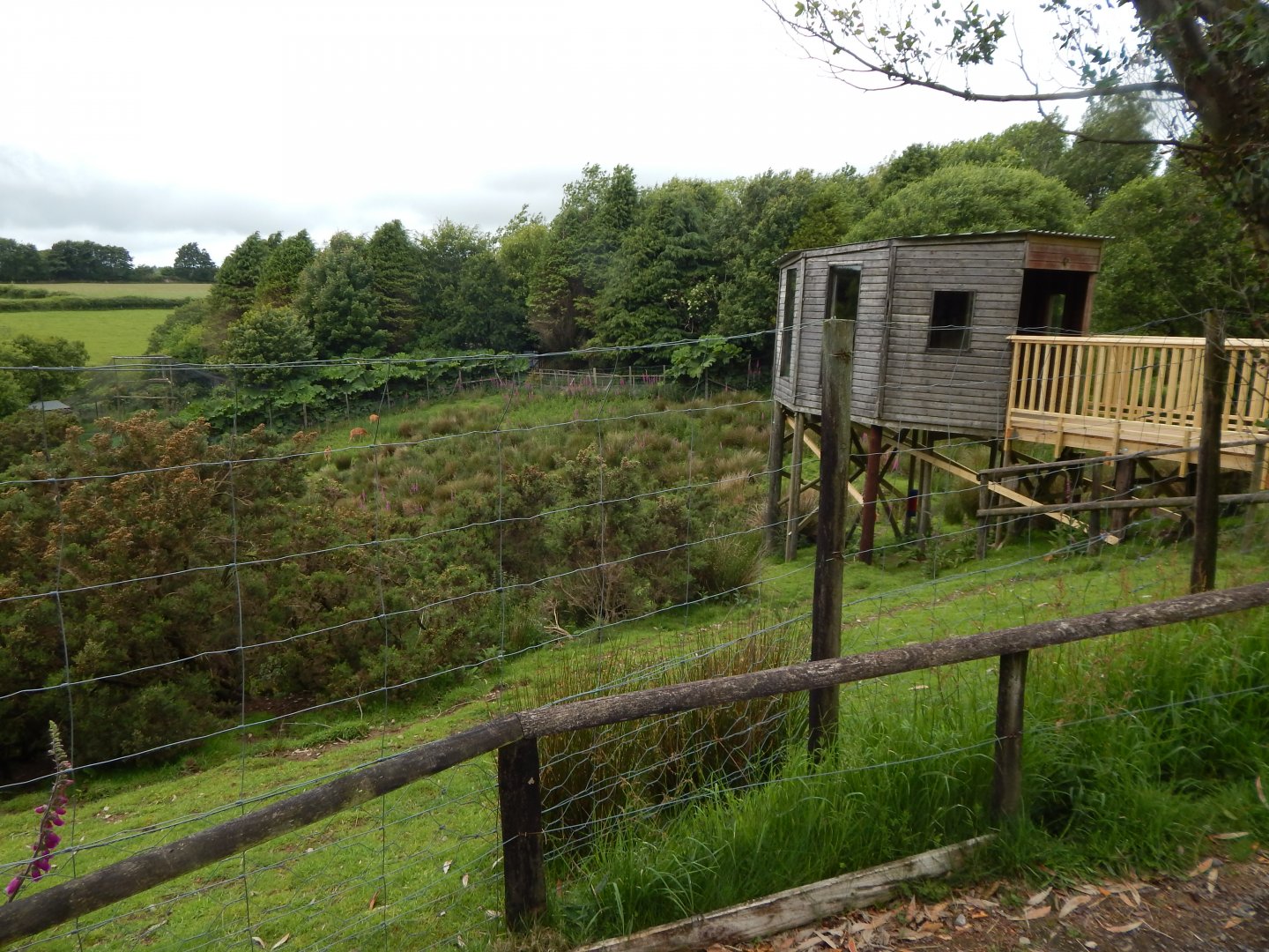 Western sitatunga enclosure 050625