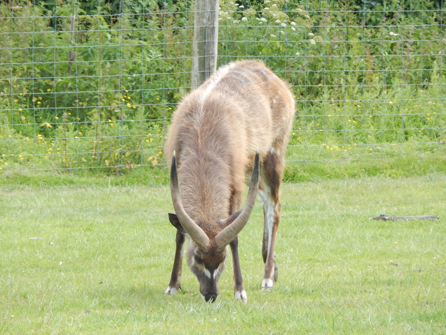 Western sitatunga enclosure 060625