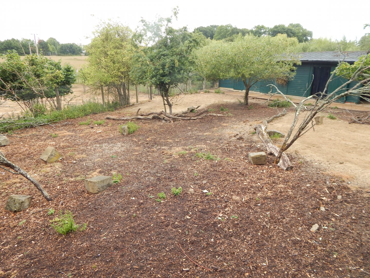 Western sitatunga enclosure 150725