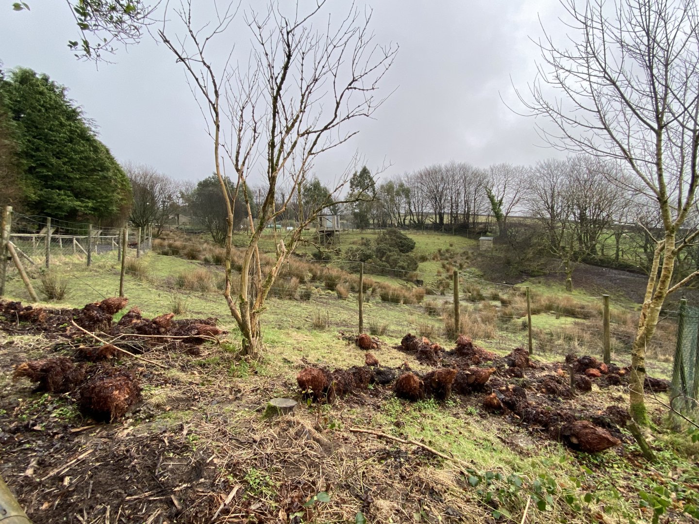 Western sitatunga enclosure 160122