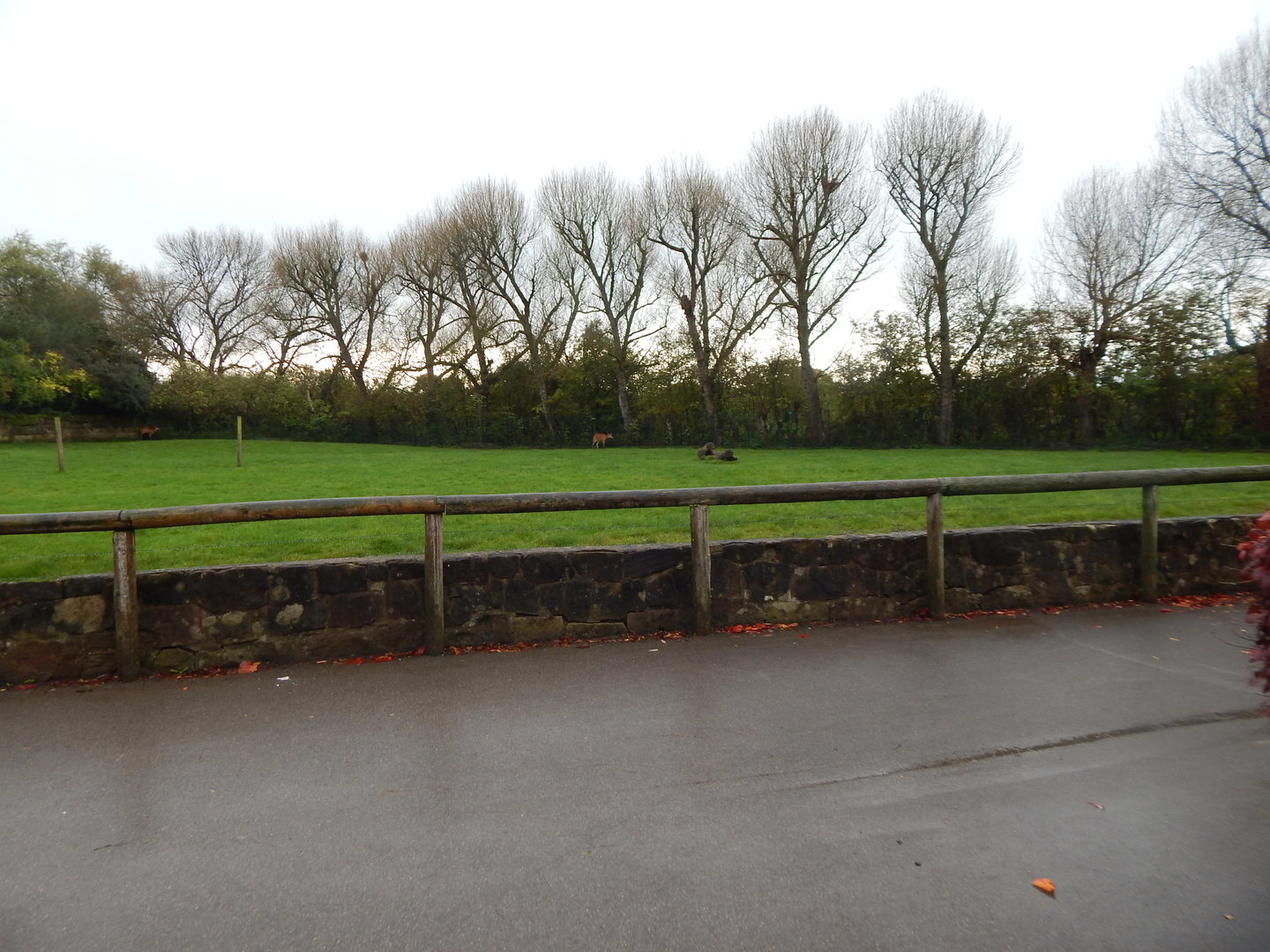 Western sitatunga enclosure 221022