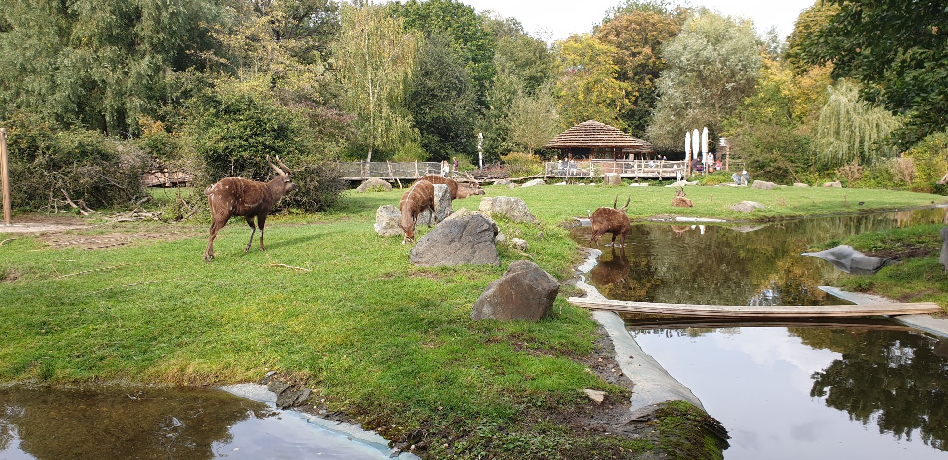 Western Sitatunga Enclosure