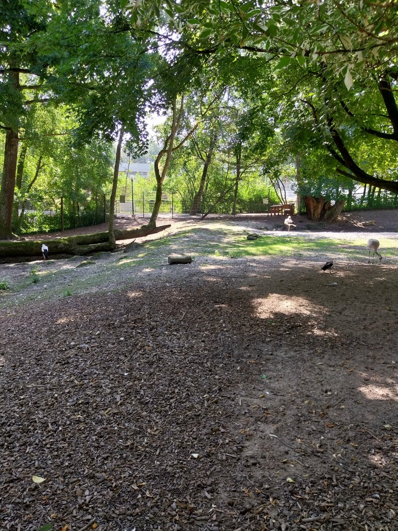 Western sitatunga enclosure
