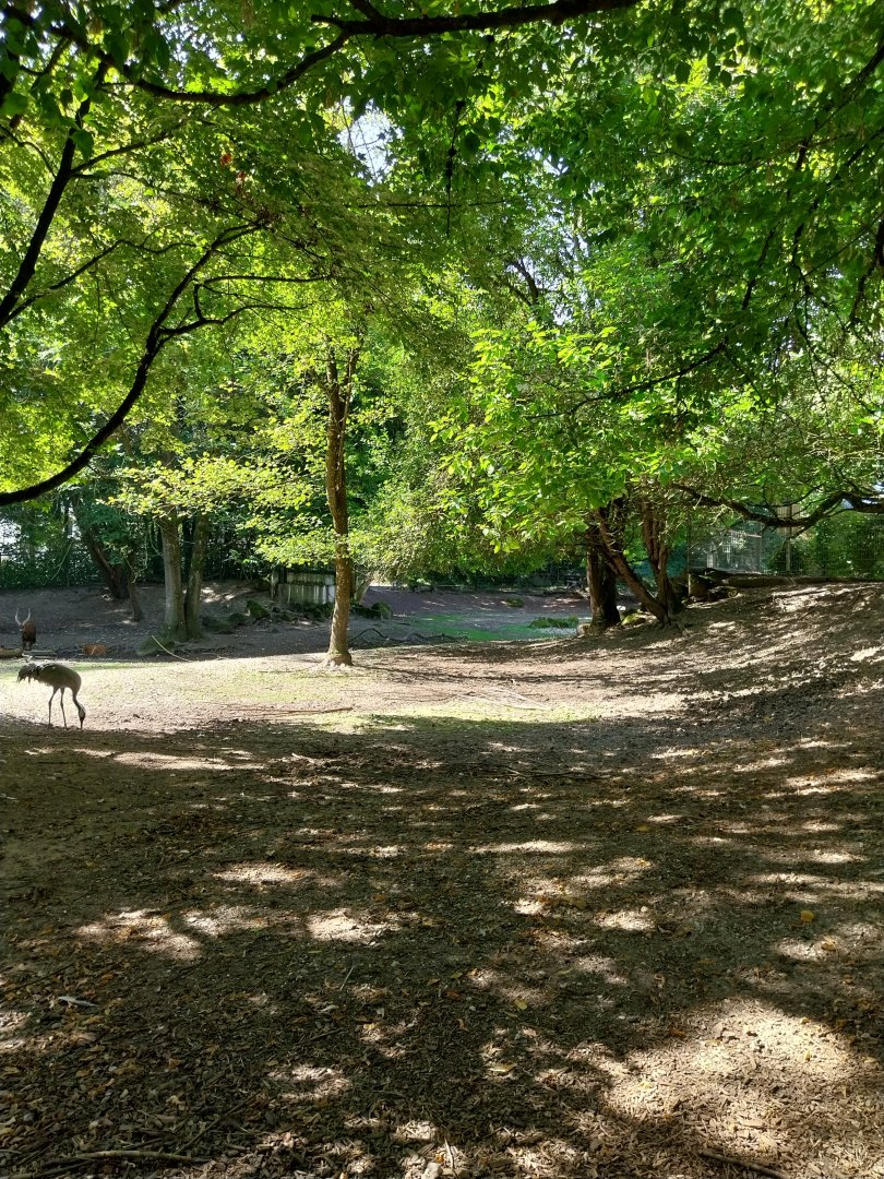 Western sitatunga enclosure