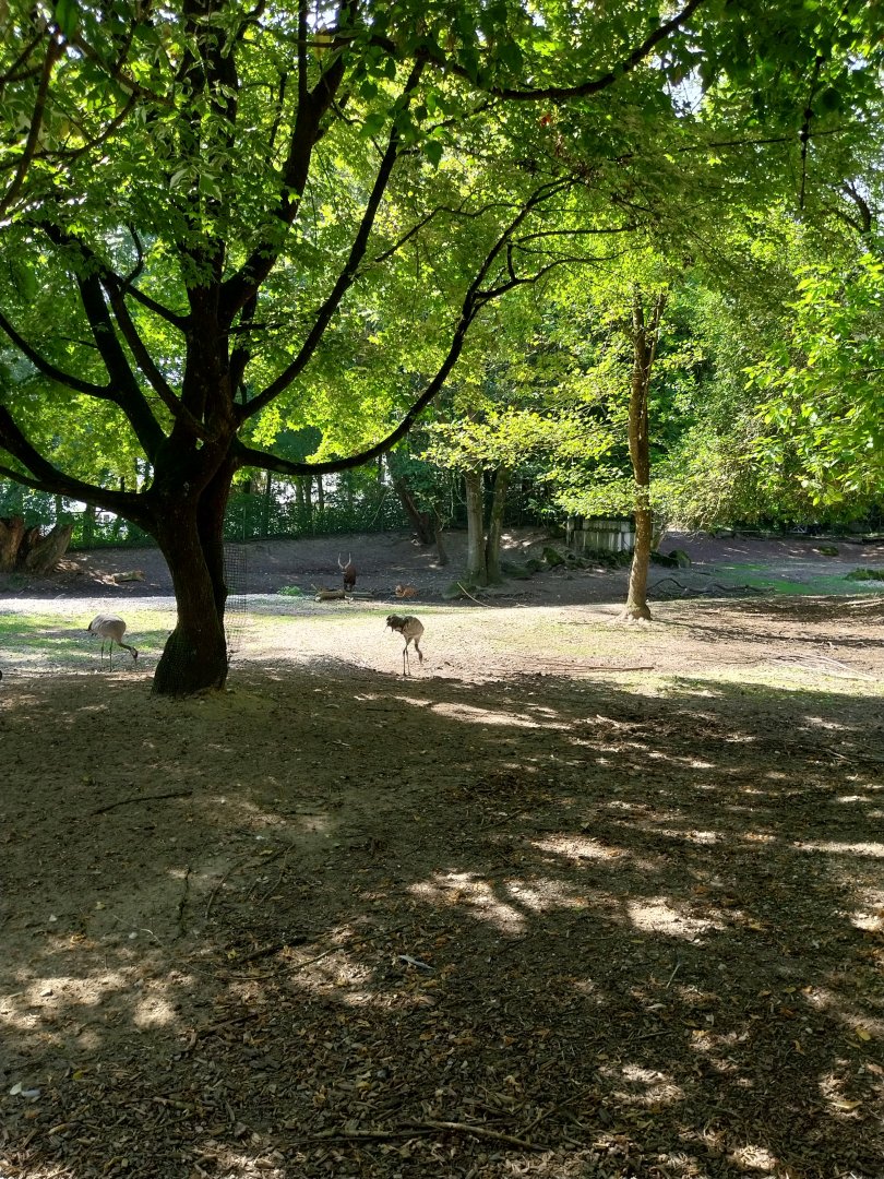 Western sitatunga enclosure