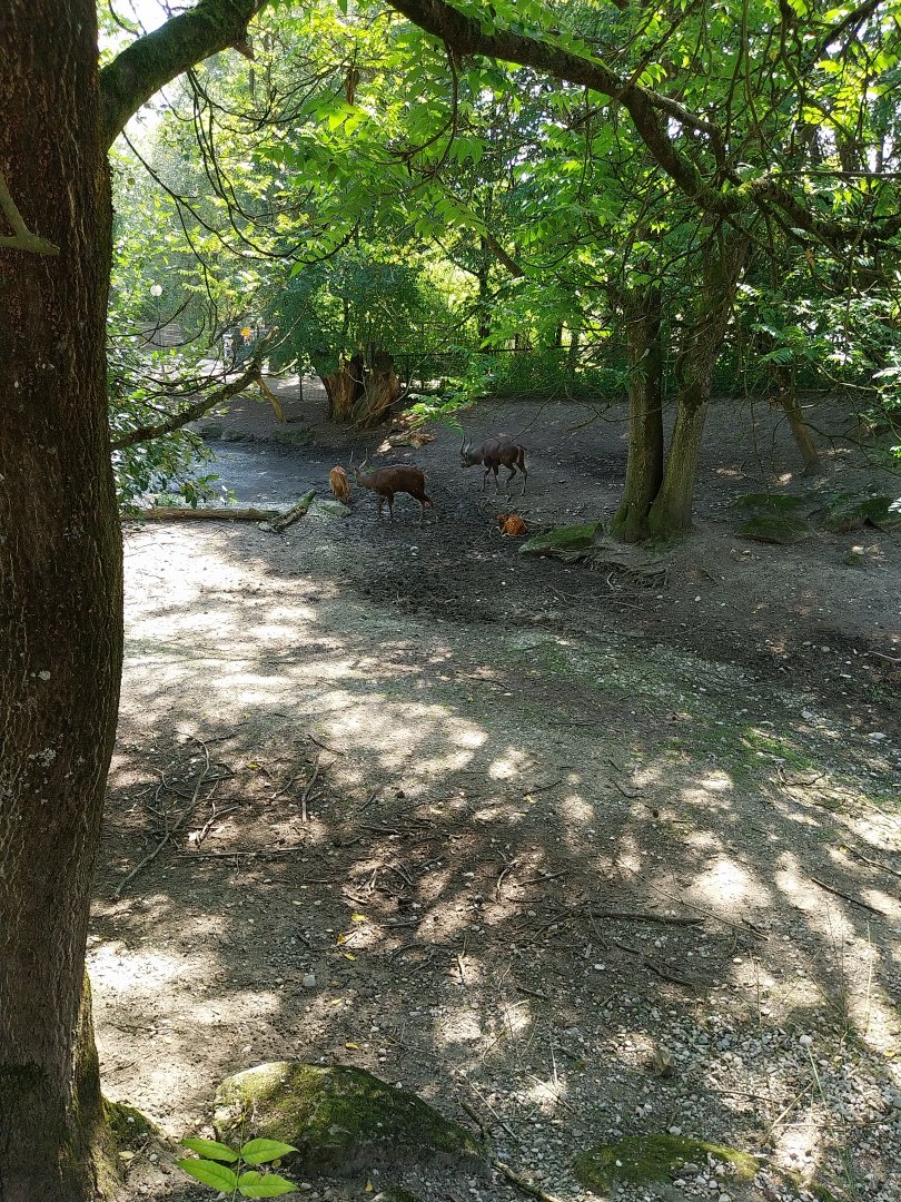 Western sitatunga enclosure