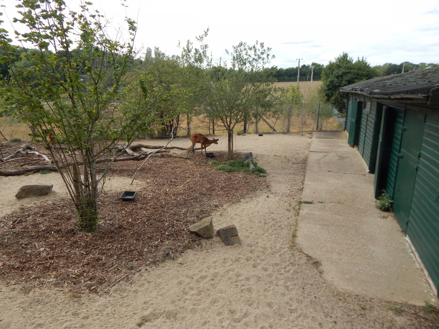 Western sitatunga exhibit 040822