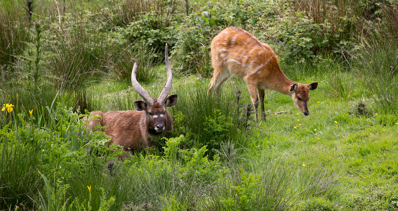Western sitatunga : Exmoor Zoo : 22 May 2015