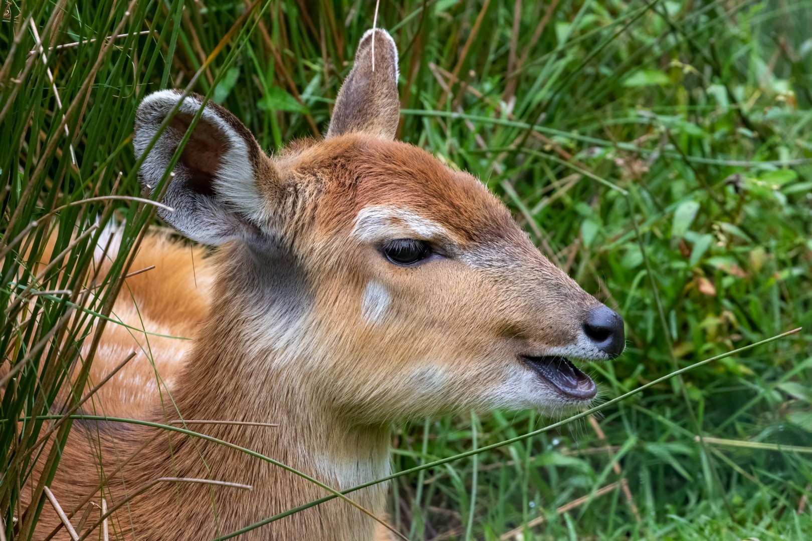 Western Sitatunga / Exmoor Zoo / 7-9-20