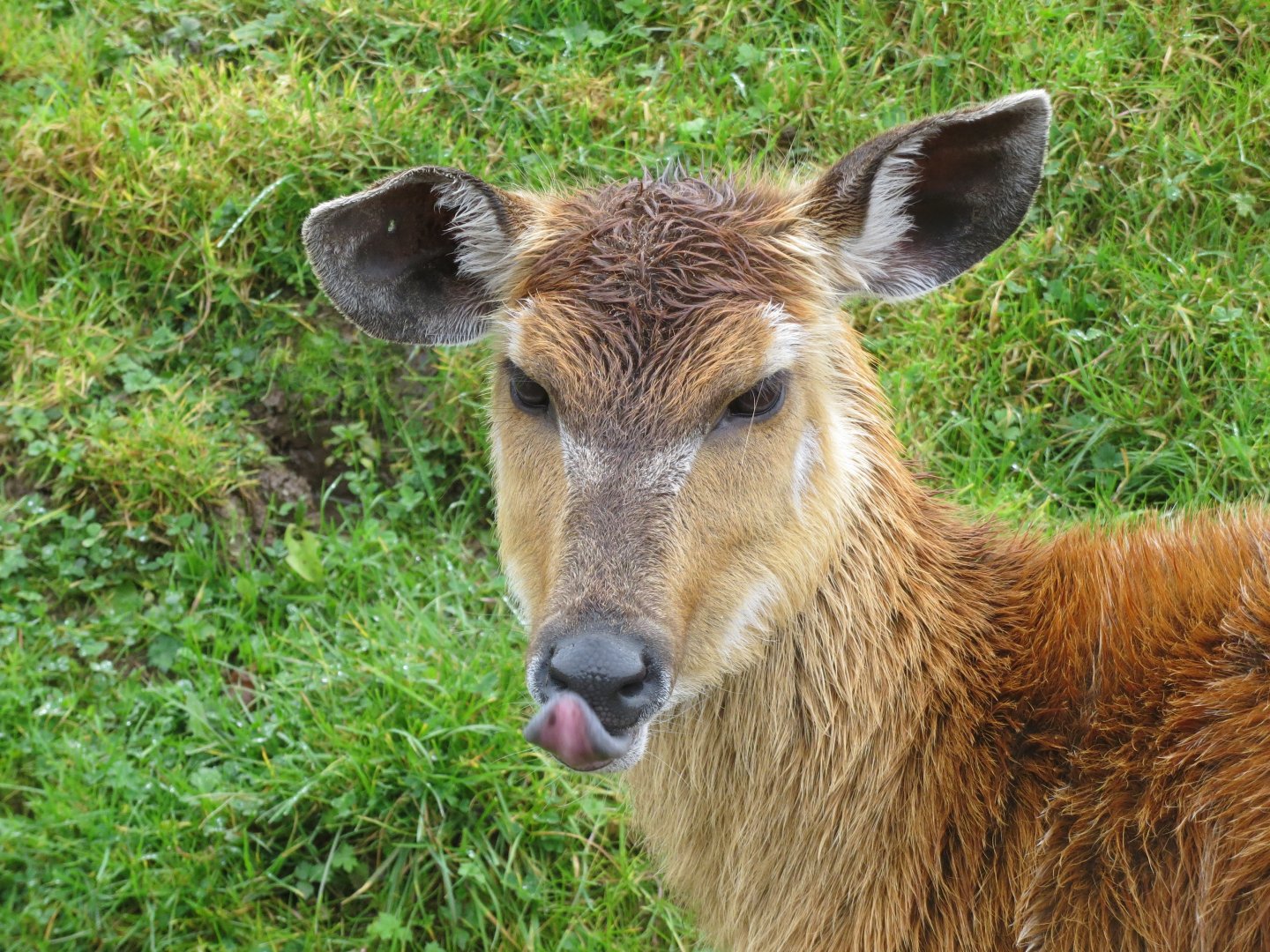Western sitatunga female 261019