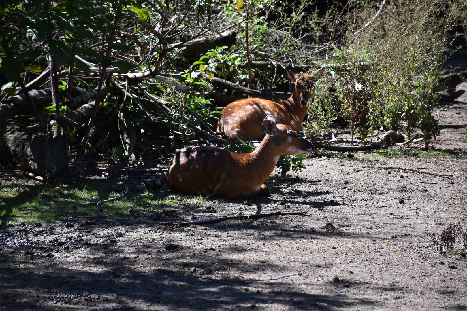 Western sitatunga (females)