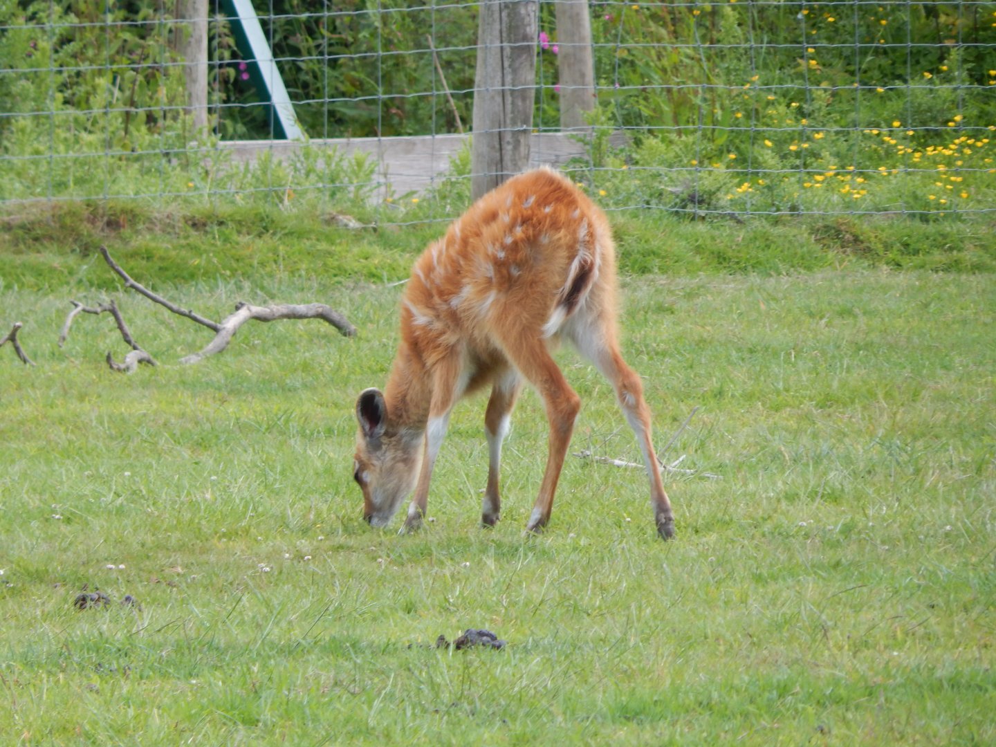 Western sitatunga juvenile 060625