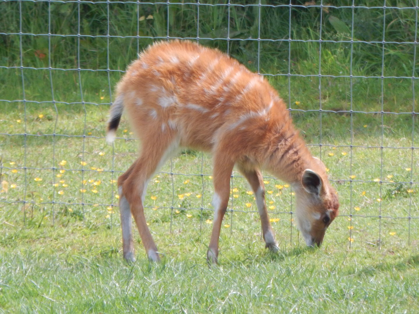 Western sitatunga juvenile 060625