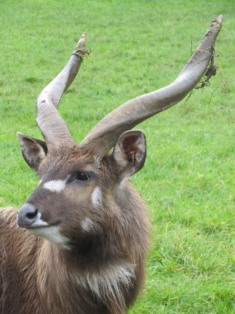 Western sitatunga male 261019
