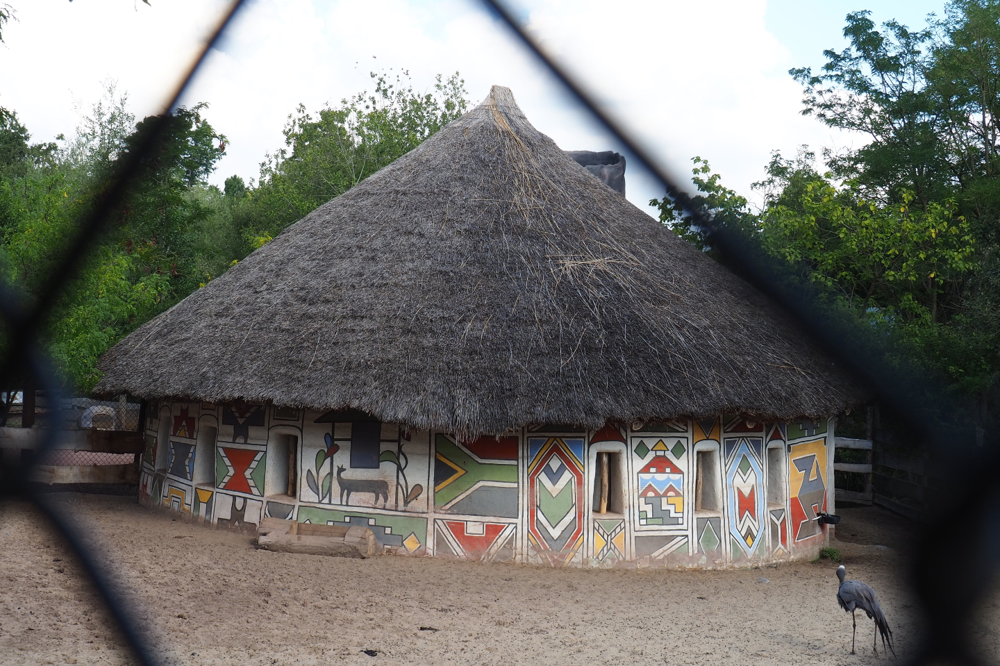 Western sitatunga, Marabou and Stanley crane barn, 2020-09-02