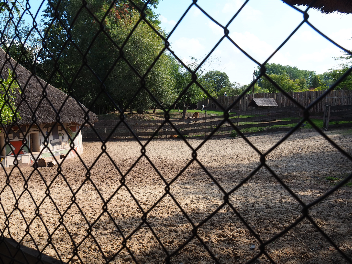 Western sitatunga, Marabou and Stanley crane separation paddock, 2020-09-02