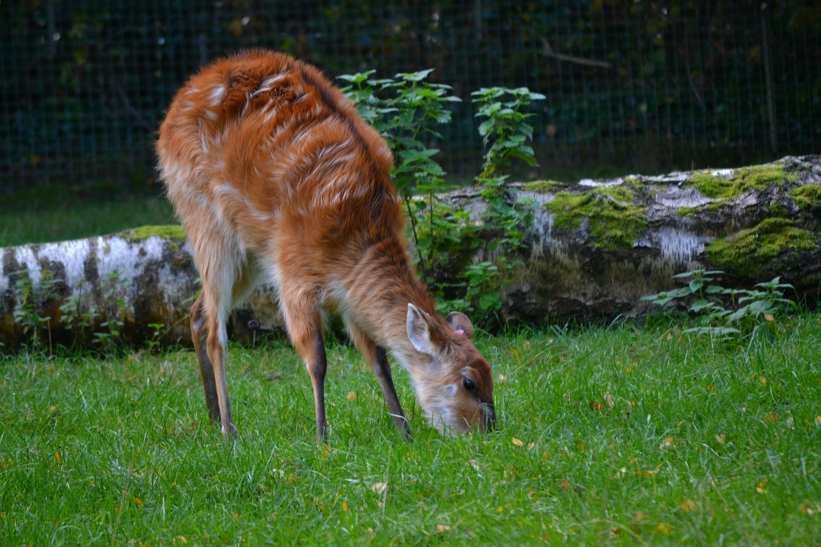 Western Sitatunga - October 2016
