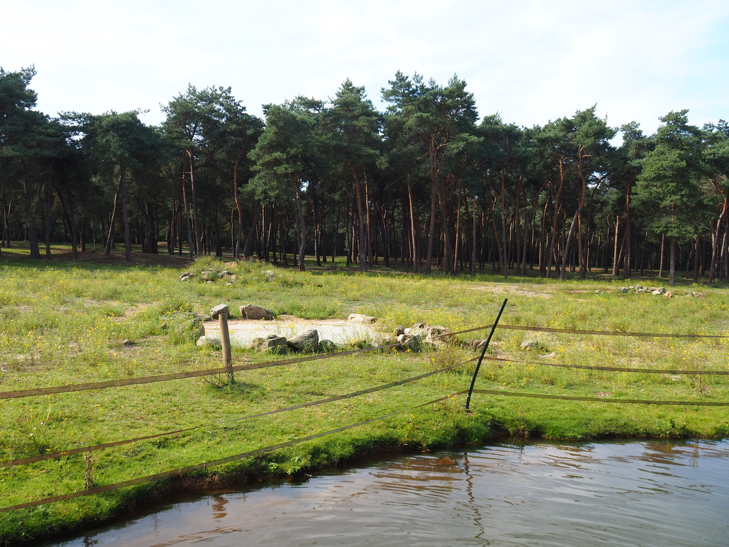 Western sitatunga, Red forest buffalo and Persian gazelle exhibit, 2019-09-15