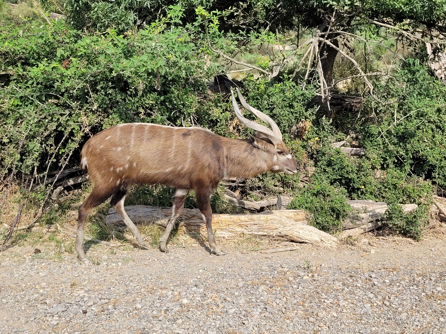 Western sitatunga -Réserve Africaine de Sigean (2022)