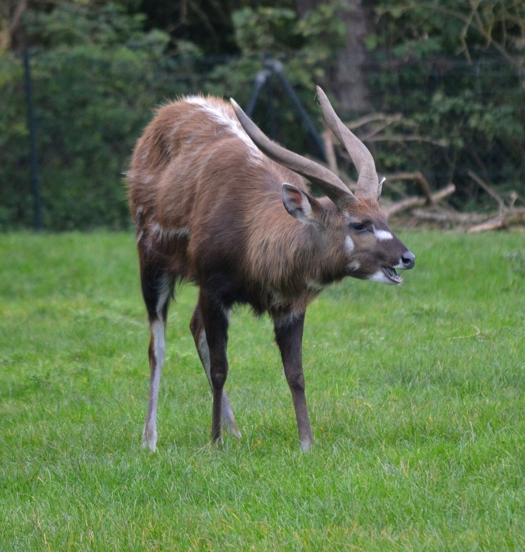 Western Sitatunga - September 2017
