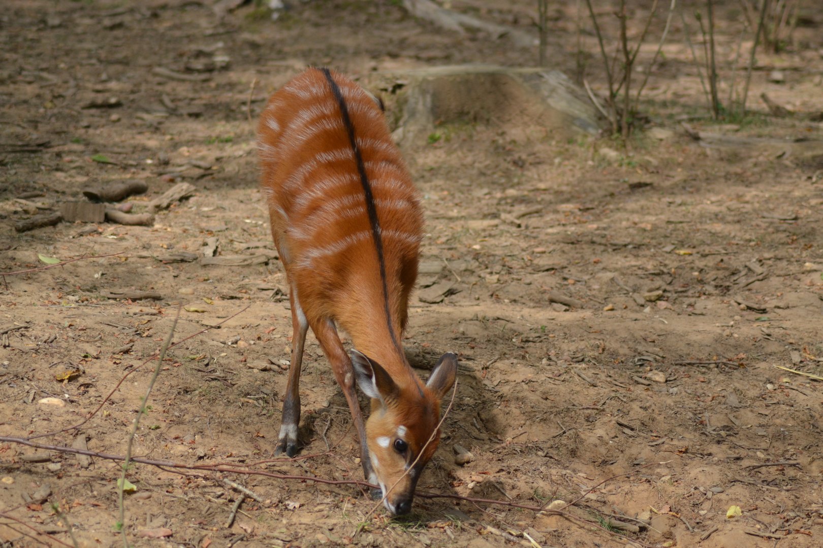 Western Sitatunga - Tragelaphus gratus