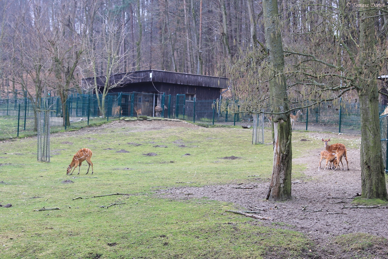 Western Sitatunga (Tragelaphus spekei gratus) paddock