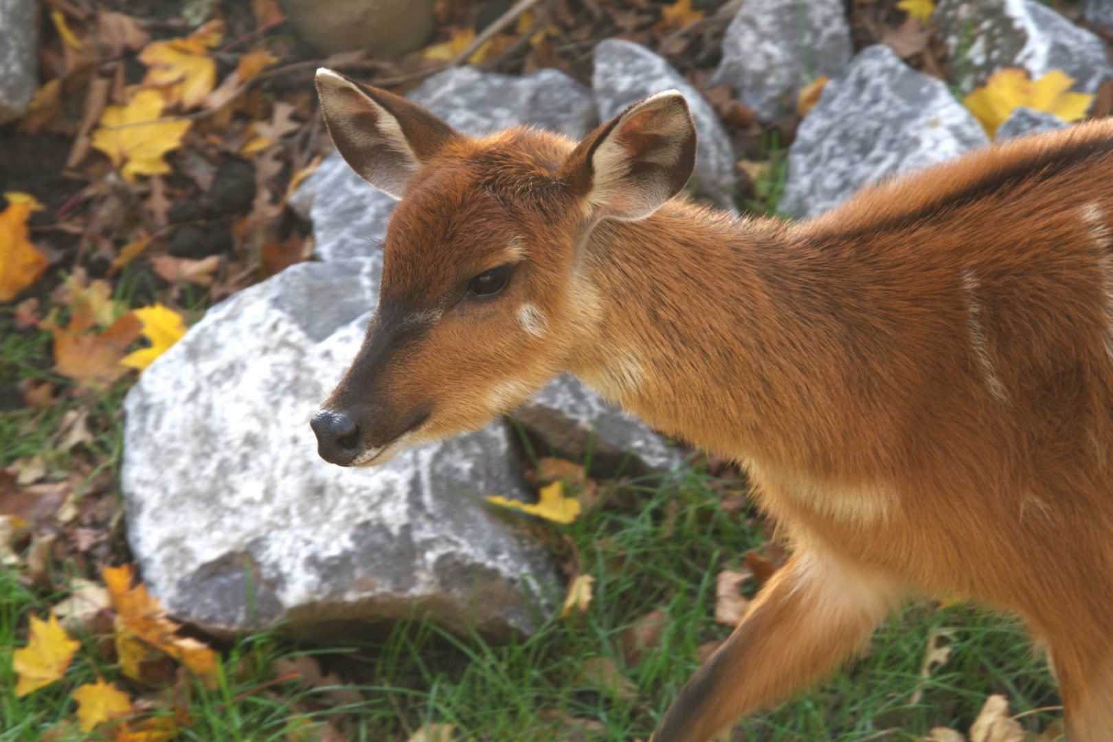 Western Sitatunga (Tragelaphus spekii gratus), 02-11-25