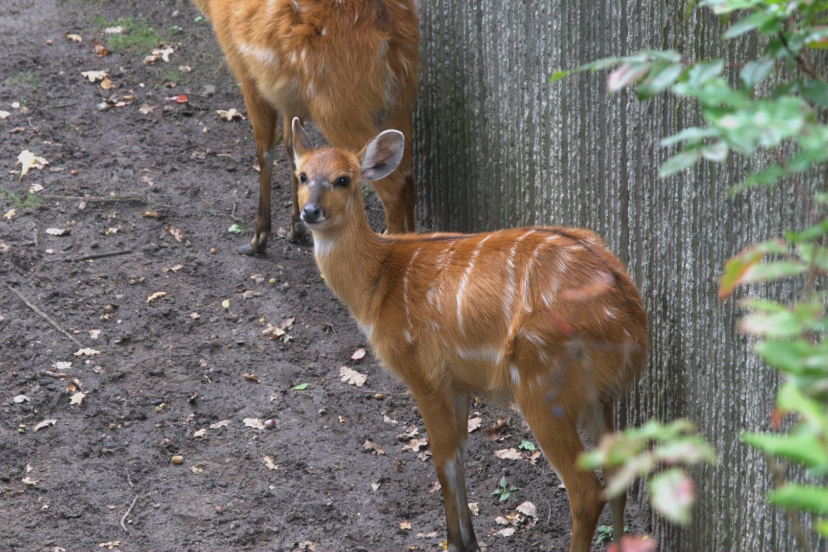 Western Sitatunga (Tragelaphus spekii gratus), 16-09-25