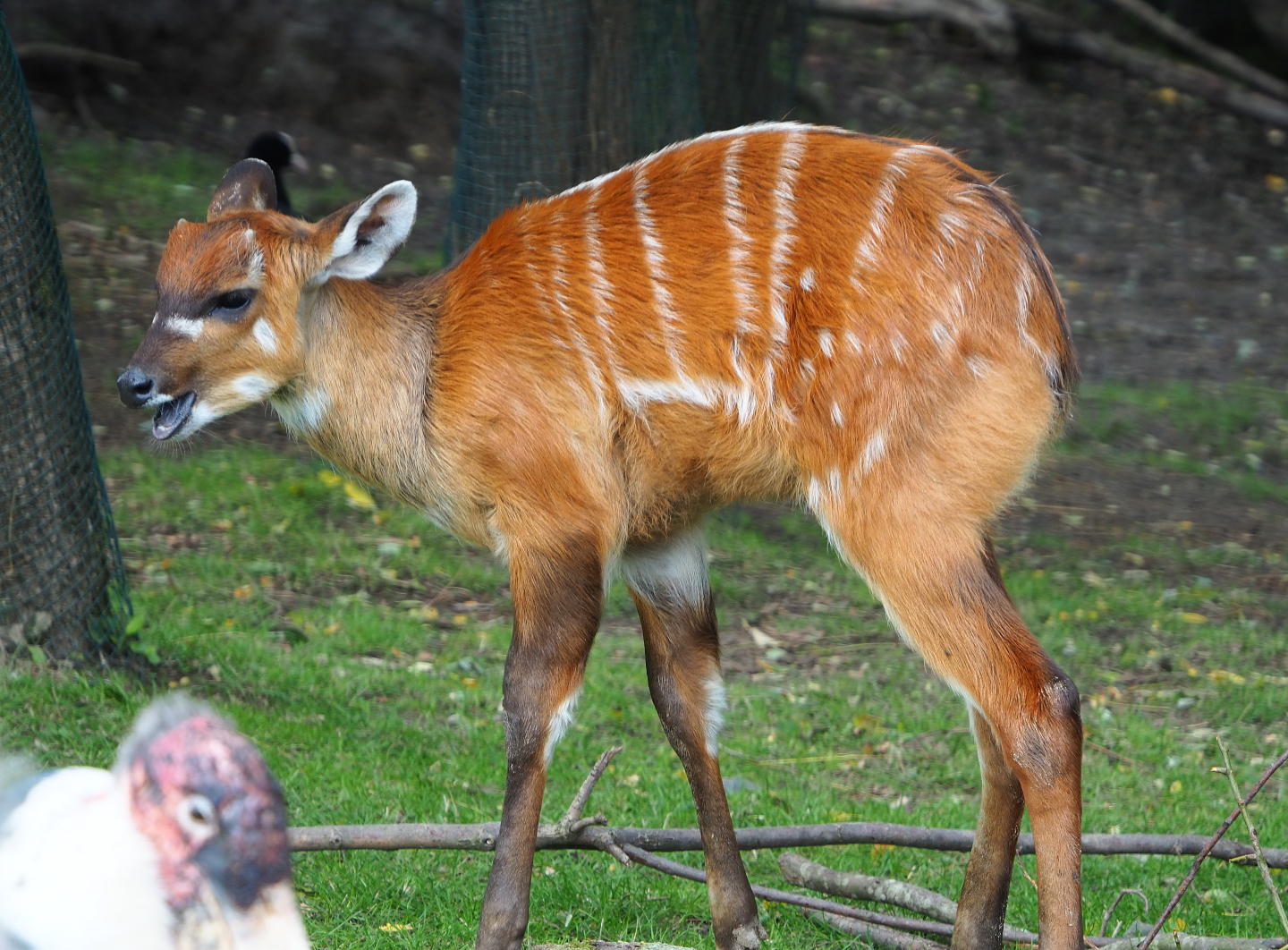 Western sitatunga (Tragelaphus spekii gratus), 2019-10-04