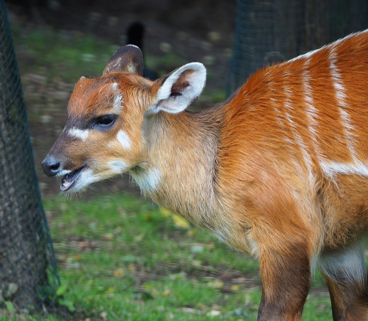 Western sitatunga (Tragelaphus spekii gratus), 2019-10-04
