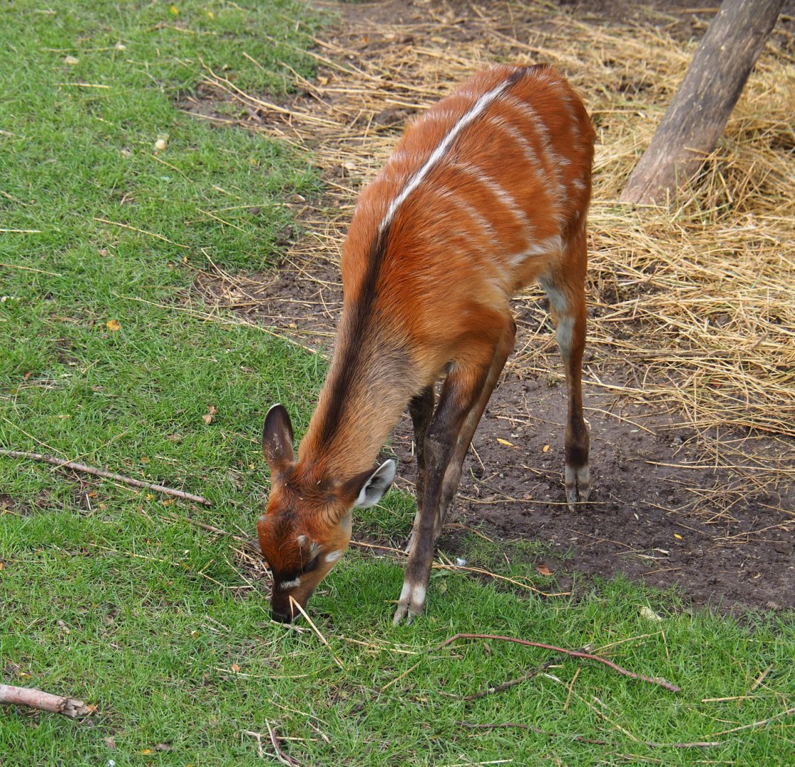 Western sitatunga (Tragelaphus spekii gratus), 2019-10-04