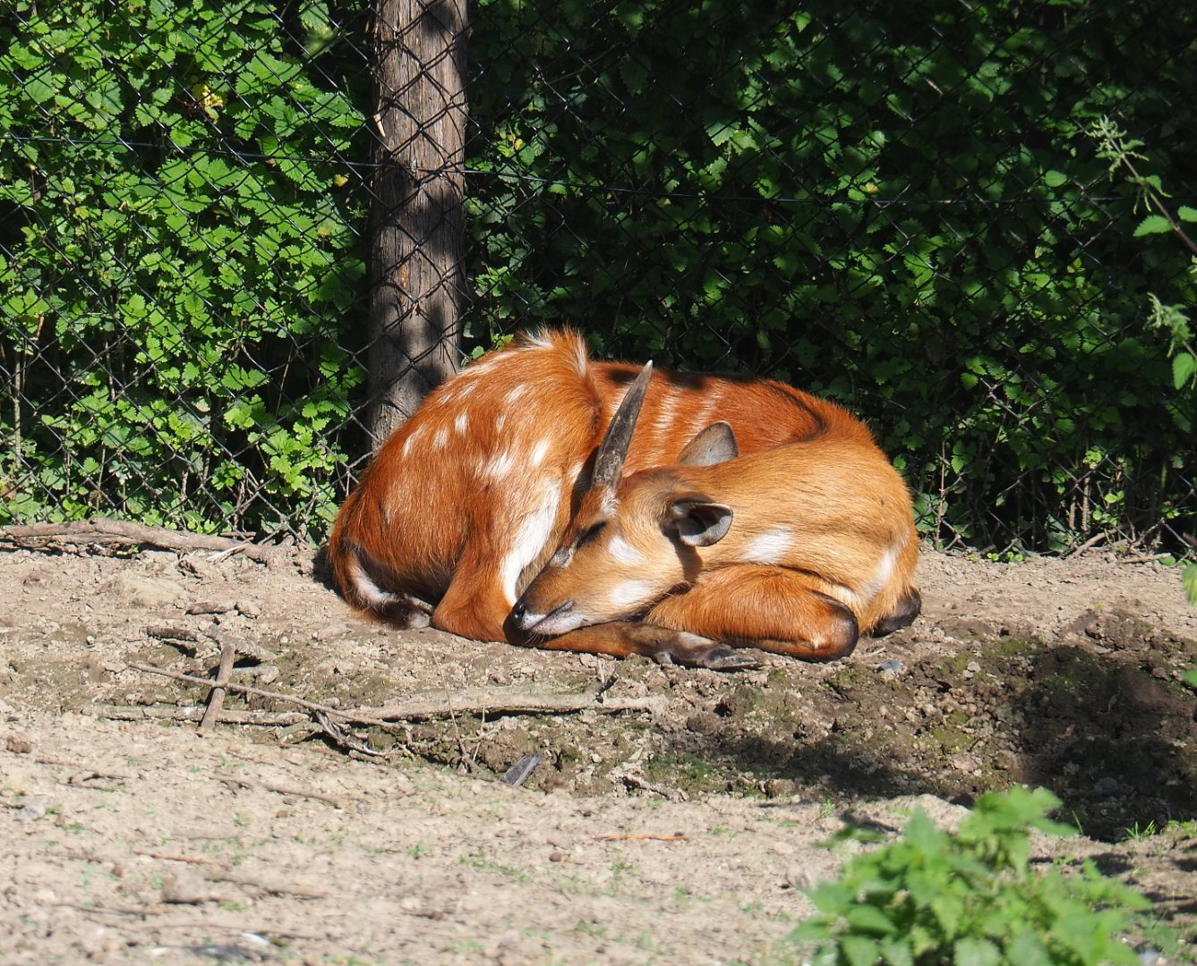 Western sitatunga (Tragelaphus spekii gratus), 2021-09-02