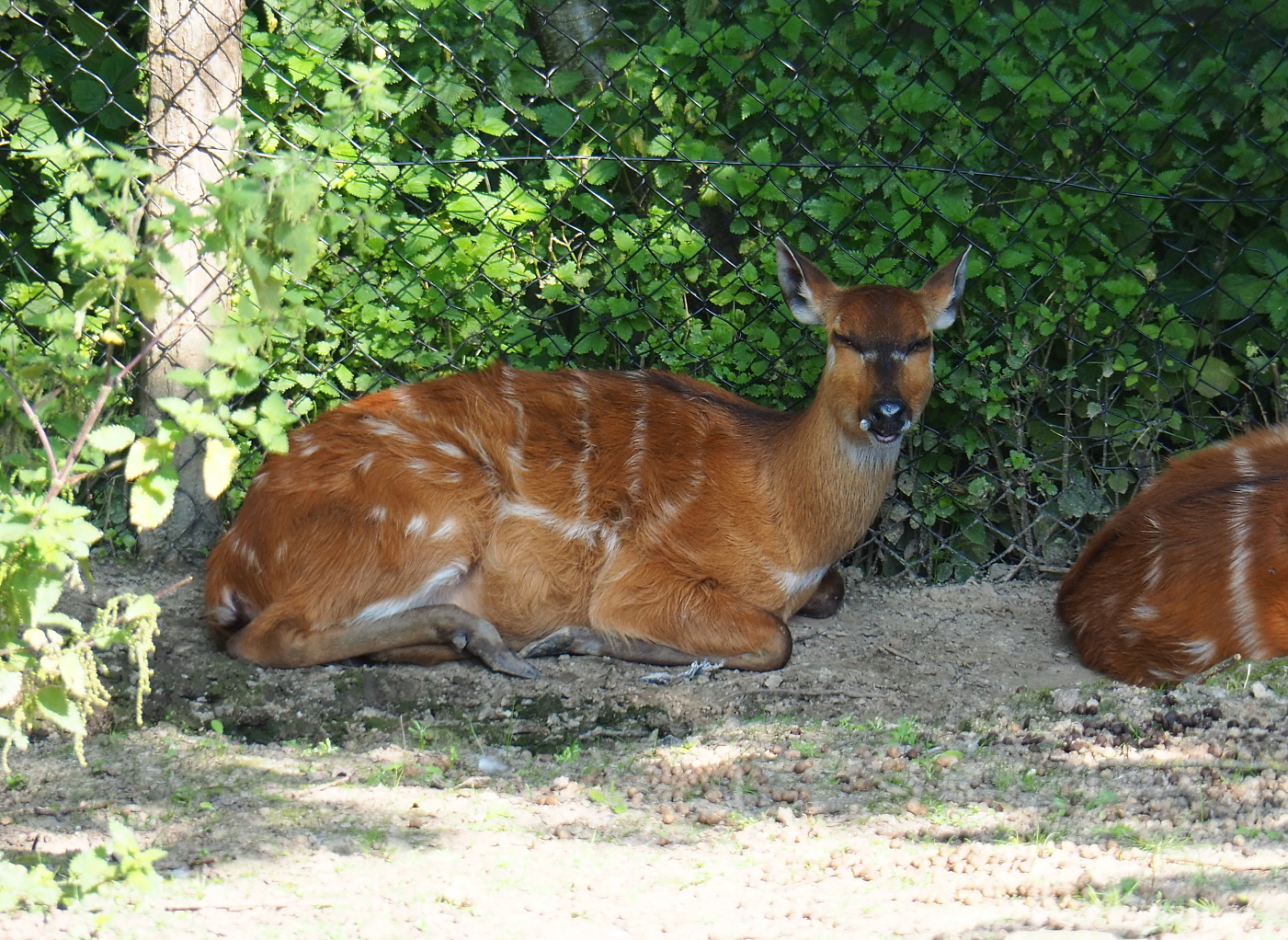 Western sitatunga (Tragelaphus spekii gratus), 2021-09-02