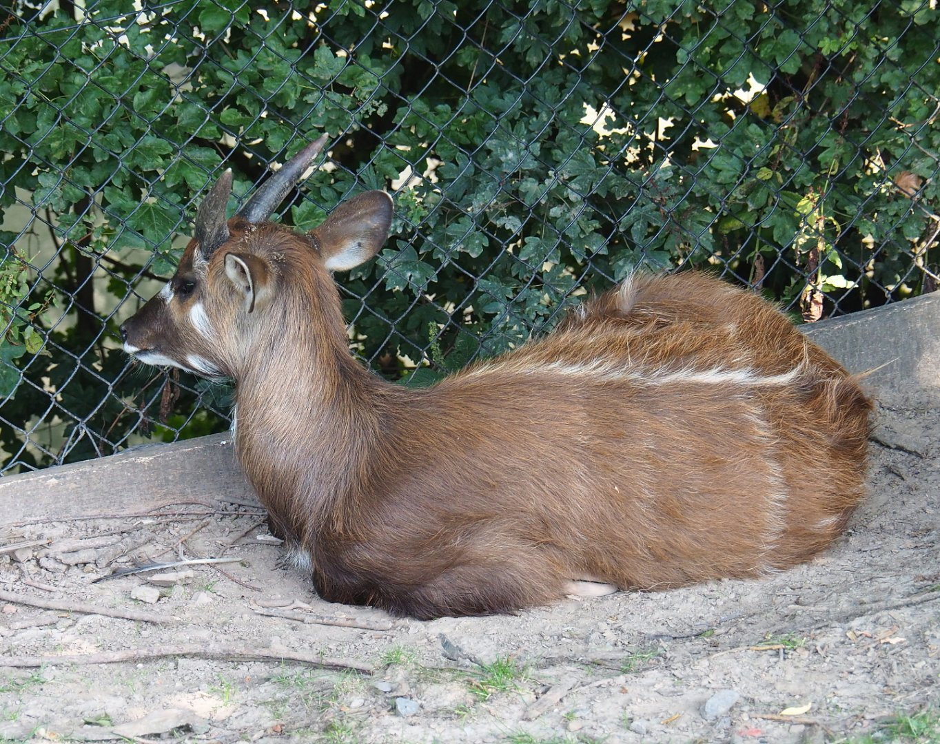 Western sitatunga (Tragelaphus spekii gratus), 2021-09-02
