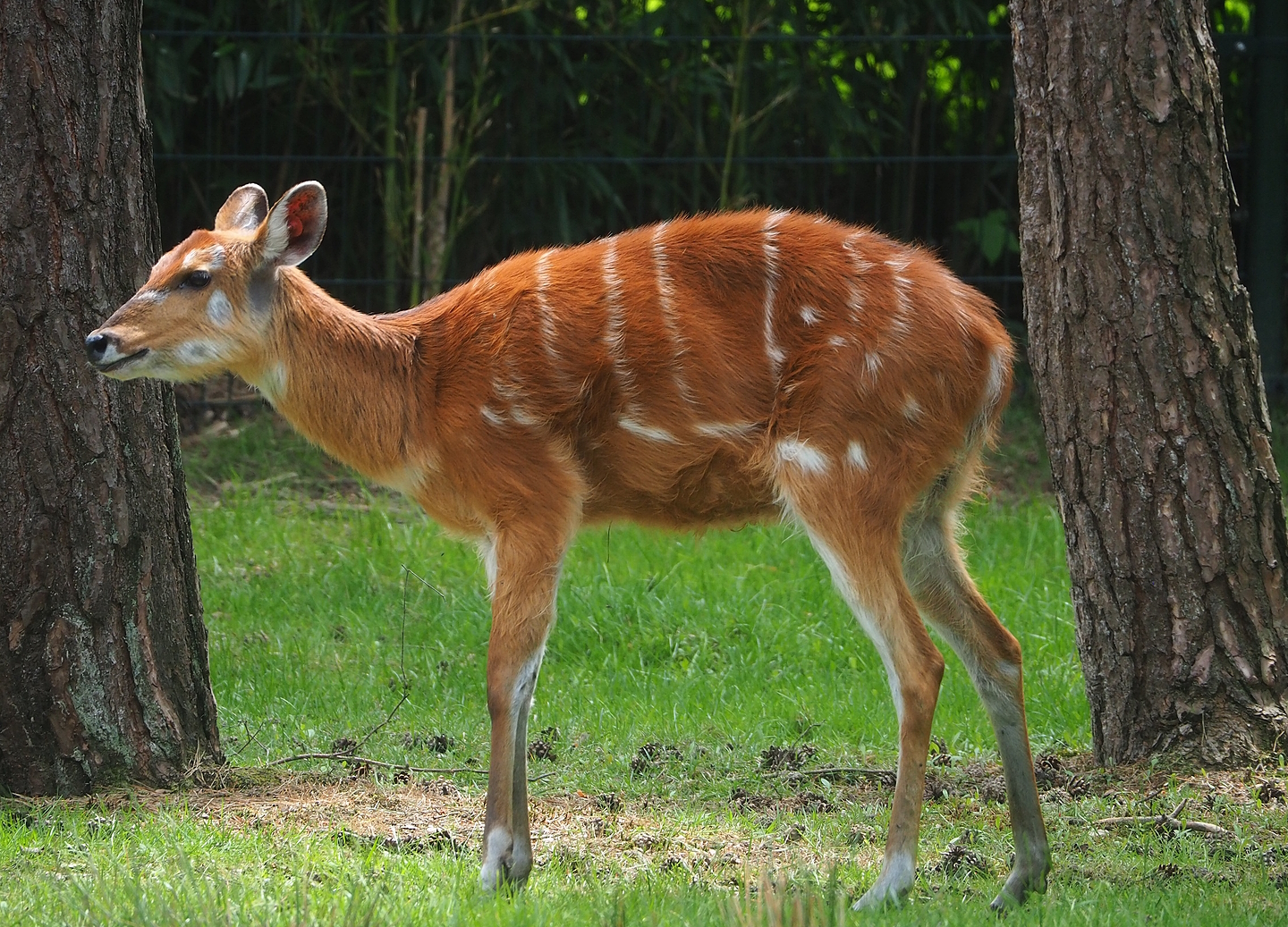 Western sitatunga (Tragelaphus spekii gratus), 2022-06-12