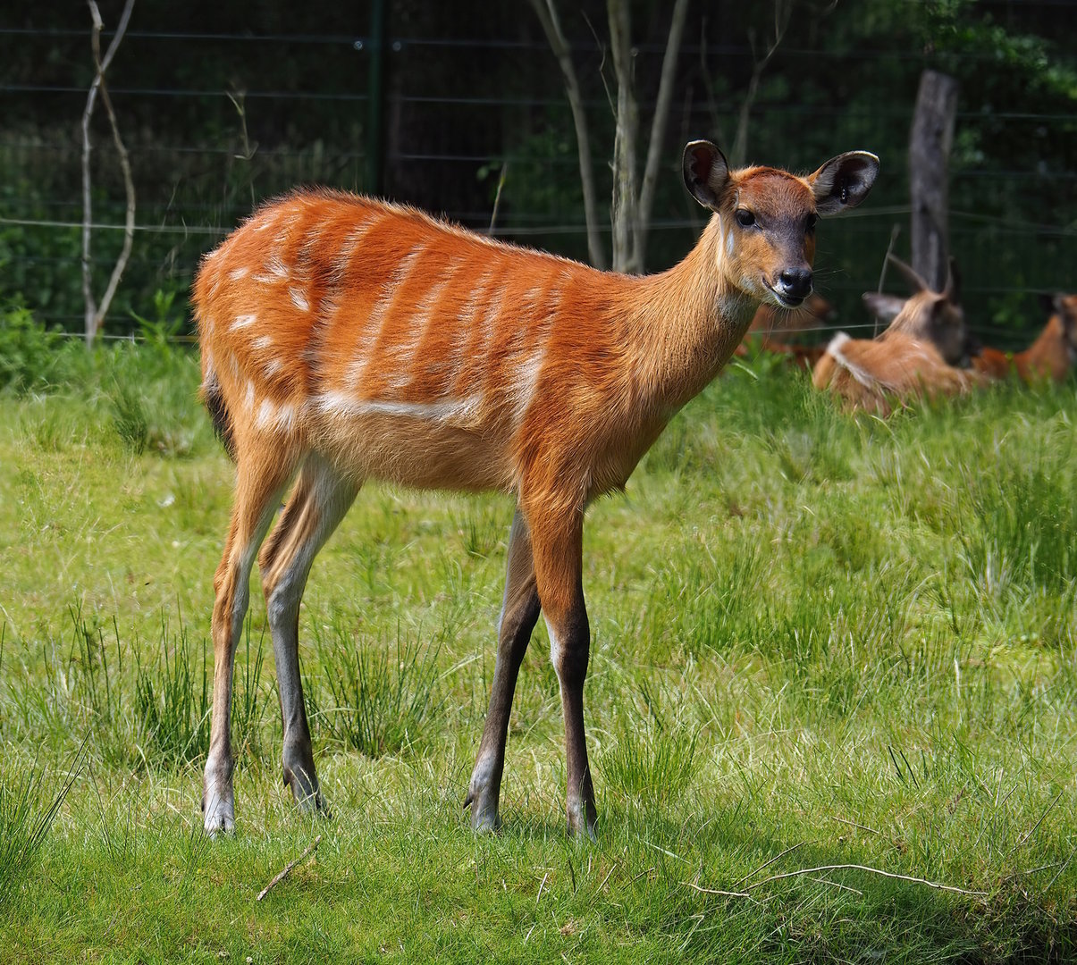 Western sitatunga (Tragelaphus spekii gratus), 2022-06-12