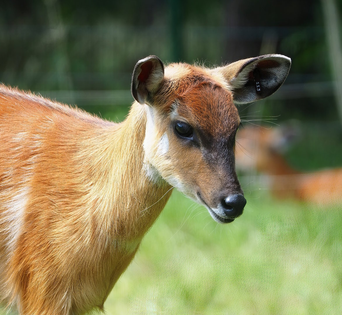 Western sitatunga (Tragelaphus spekii gratus), 2022-06-12
