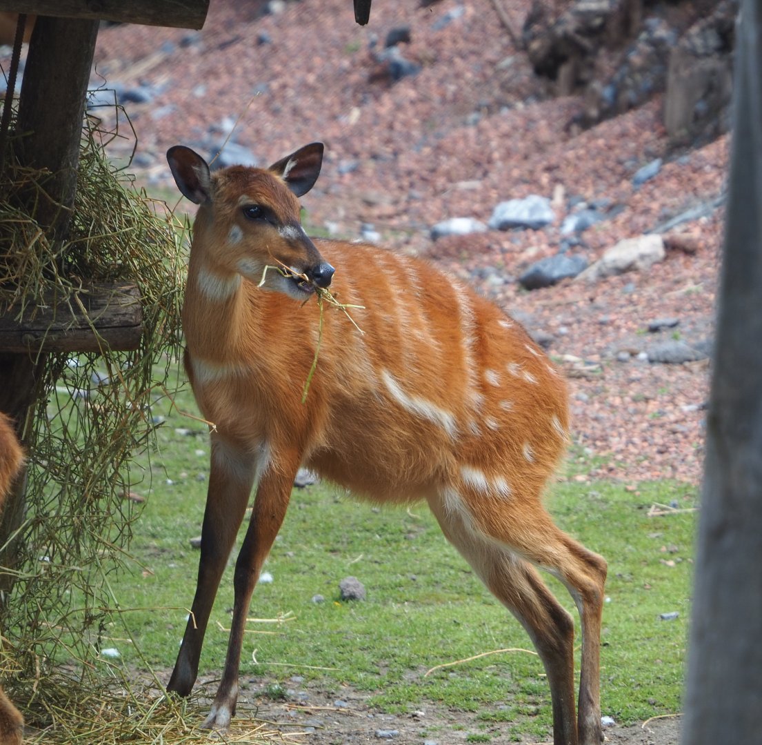 Western sitatunga (Tragelaphus spekii gratus), 2022-06-28