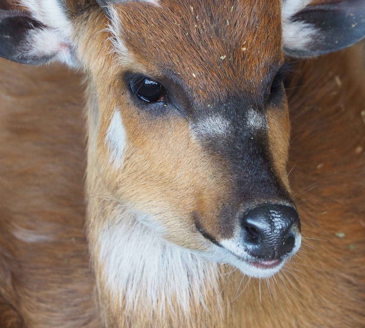 Western sitatunga (Tragelaphus spekii gratus), 2022-06-28