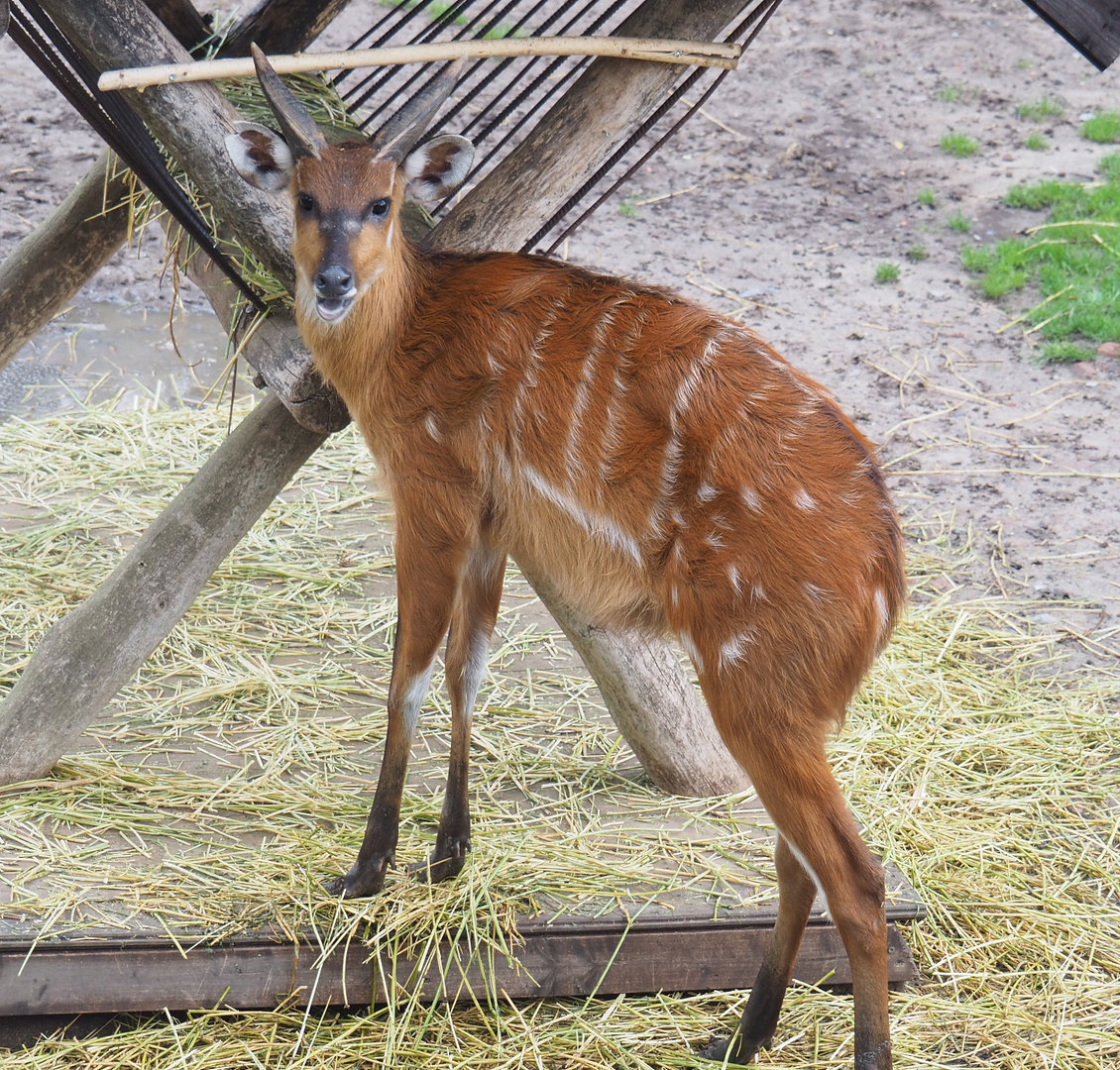 Western sitatunga (Tragelaphus spekii gratus), 2022-09-15