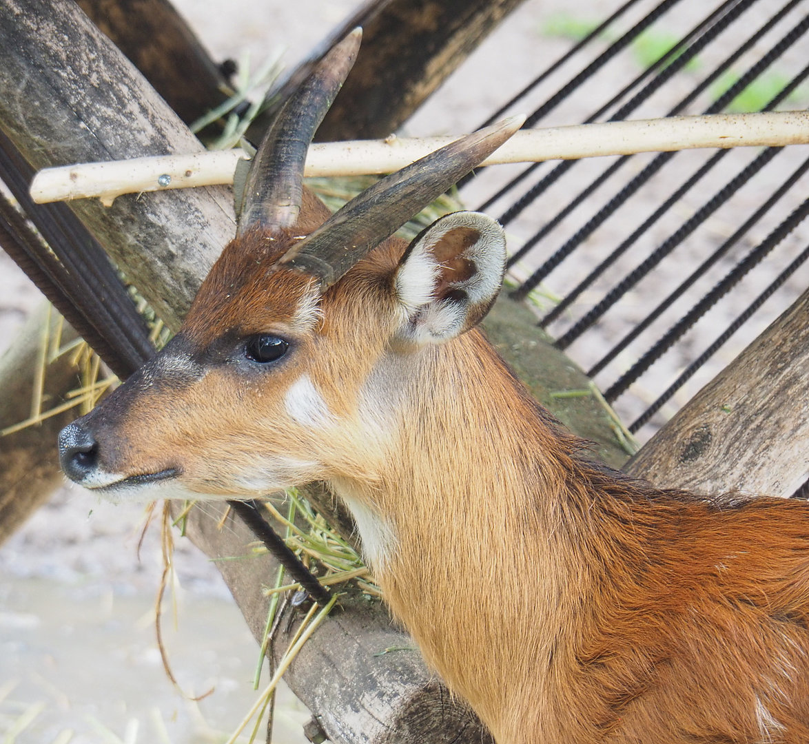 Western sitatunga (Tragelaphus spekii gratus), 2022-09-15