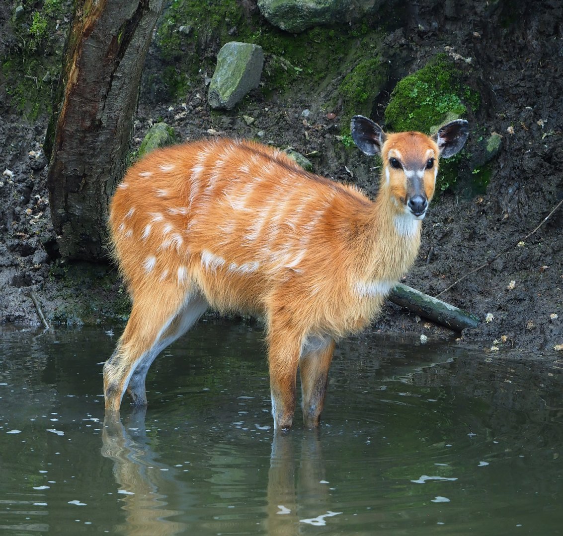 Western sitatunga (Tragelaphus spekii gratus), 2023-05-15