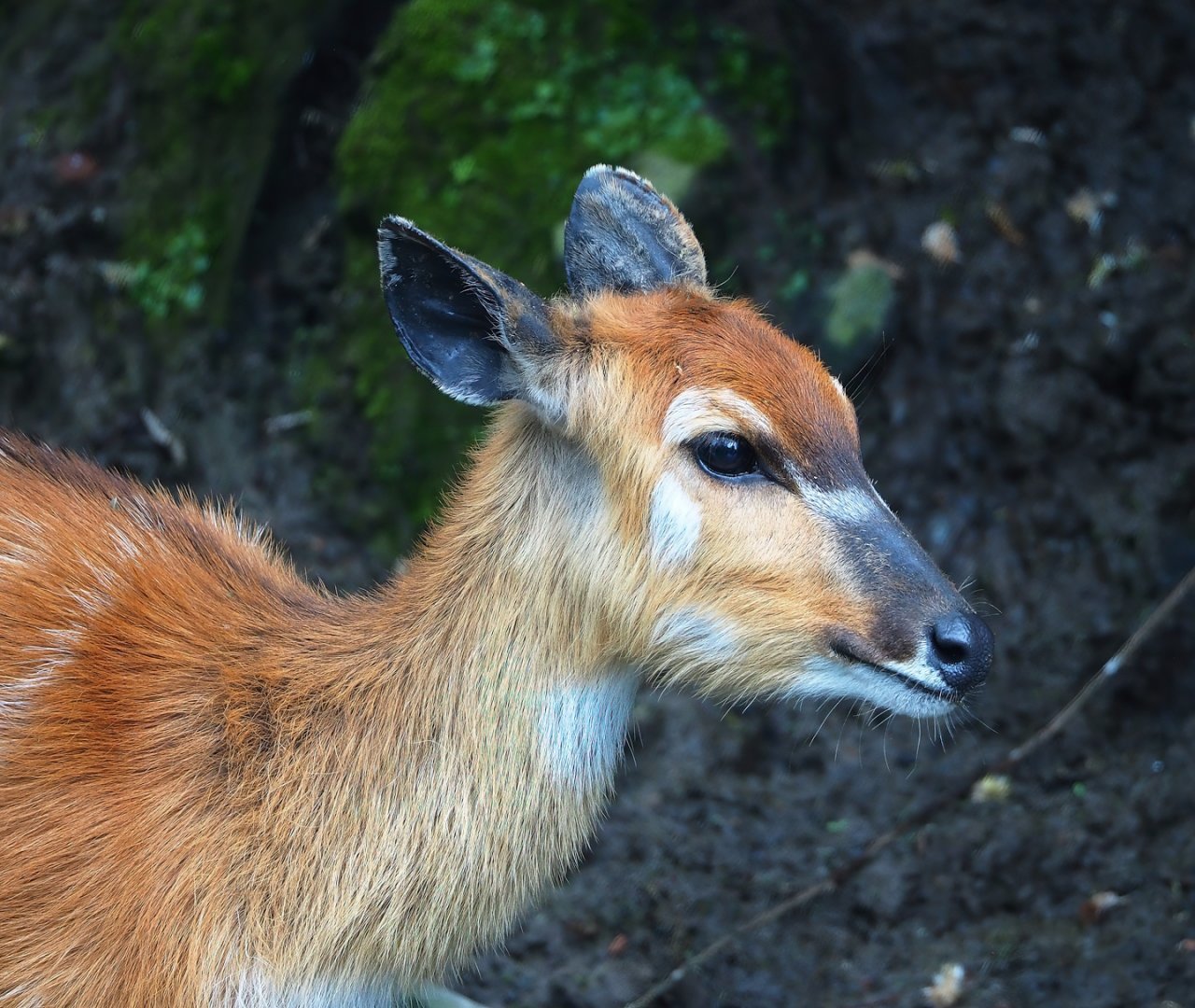 Western sitatunga (Tragelaphus spekii gratus), 2023-05-15