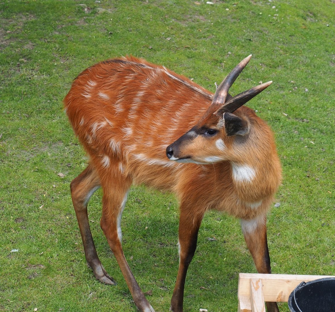 Western sitatunga (Tragelaphus spekii gratus), 2023-05-16