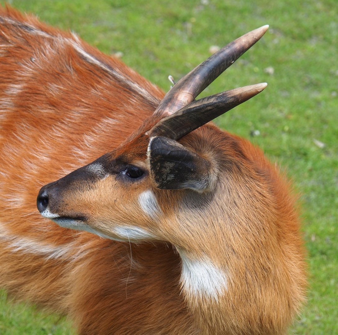 Western sitatunga (Tragelaphus spekii gratus), 2023-05-16